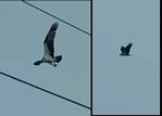 (02) osprey montage.jpg    (1000x720)    221 KB                              click to see enlarged picture