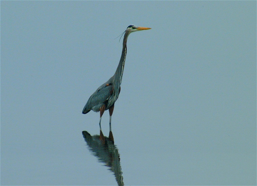 (01) Dscf0491.jpg   (900x653)   175 Kb                                    Click to display next picture