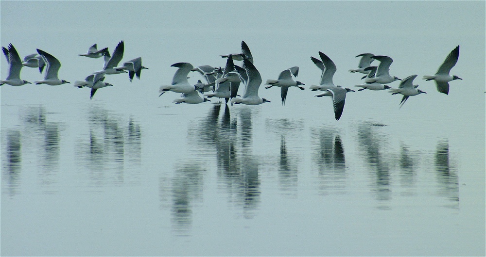 (07) Dscf0502.jpg   (1000x530)   168 Kb                                    Click to display next picture