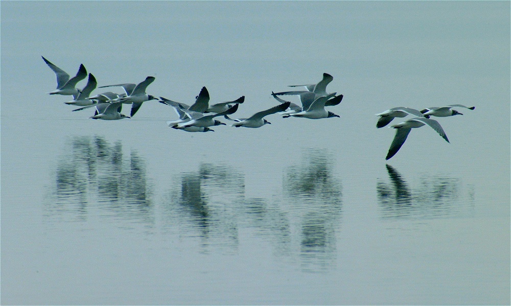 (08) Dscf0503.jpg   (1000x599)   195 Kb                                    Click to display next picture