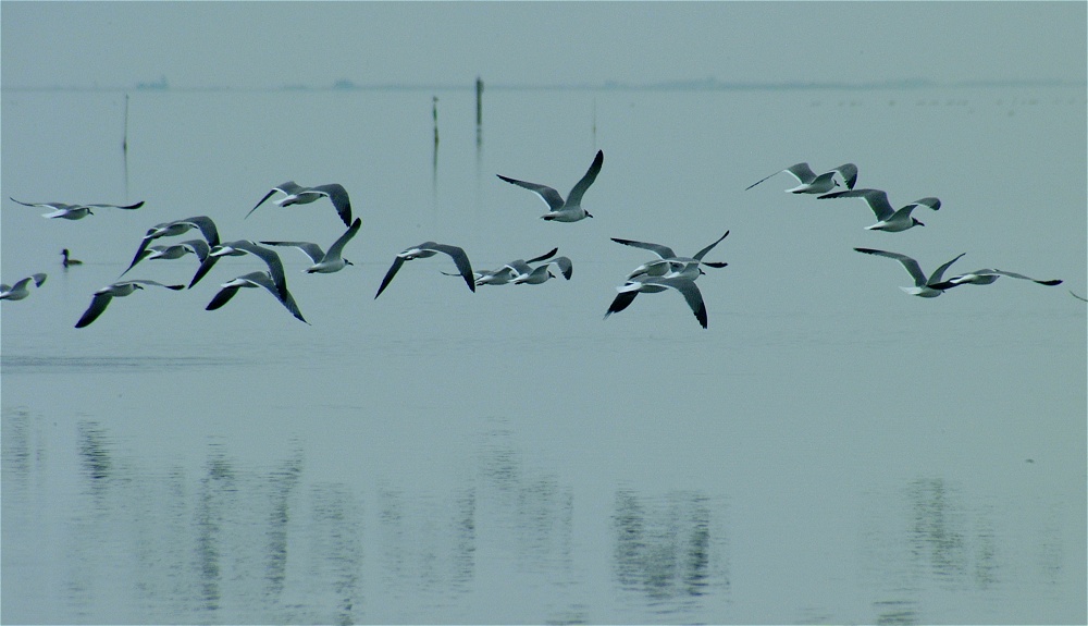 (09) Dscf0504.jpg   (1000x575)   146 Kb                                    Click to display next picture