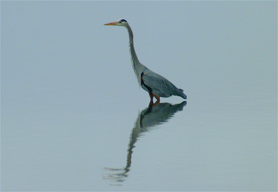 (10) Dscf0506.jpg   (950x658)   180 Kb                                    Click to display next picture