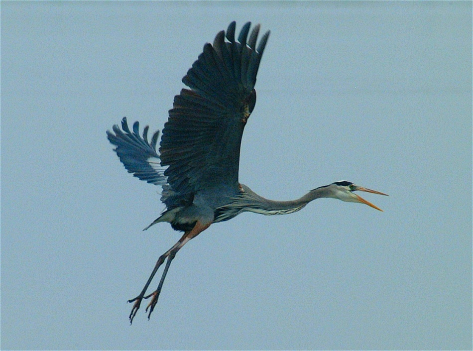 (13) Dscf0509.jpg   (950x705)   214 Kb                                    Click to display next picture