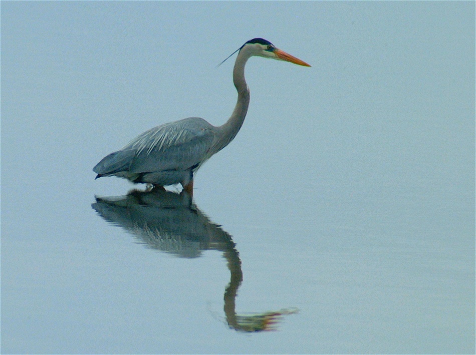 (17) Dscf0518.jpg   (950x709)   206 Kb                                    Click to display next picture