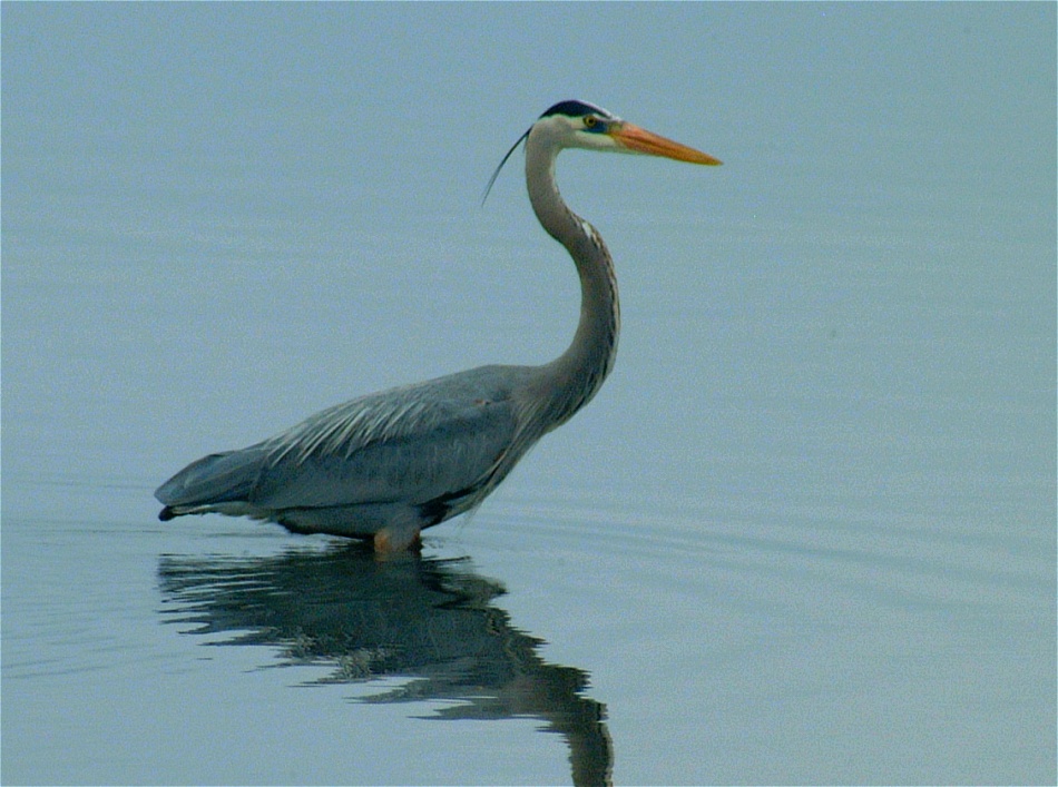 (19) Dscf0522.jpg   (950x707)   216 Kb                                    Click to display next picture