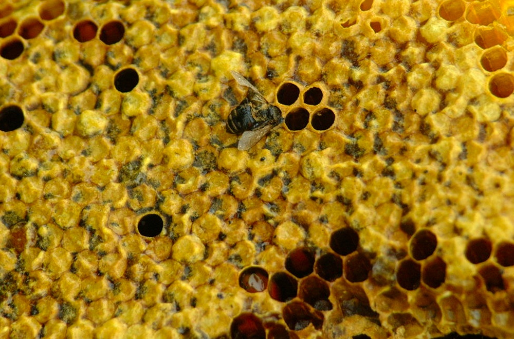 (30) Dscf0552.jpg   (1000x661)   289 Kb                                    Click to display next picture