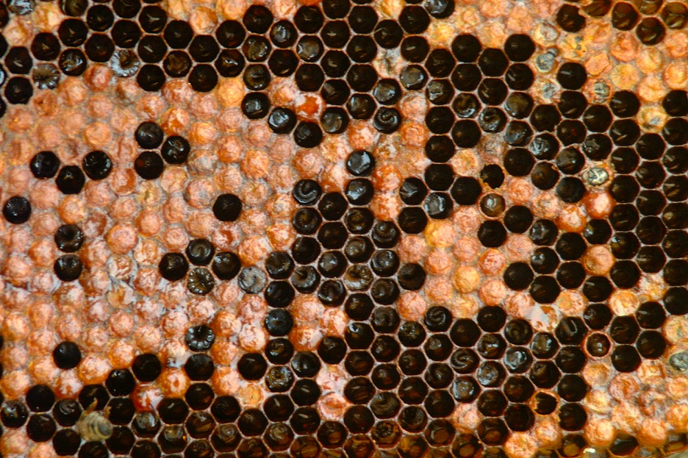 (31) Dscf0553.jpg   (1000x667)   368 Kb                                    Click to display next picture