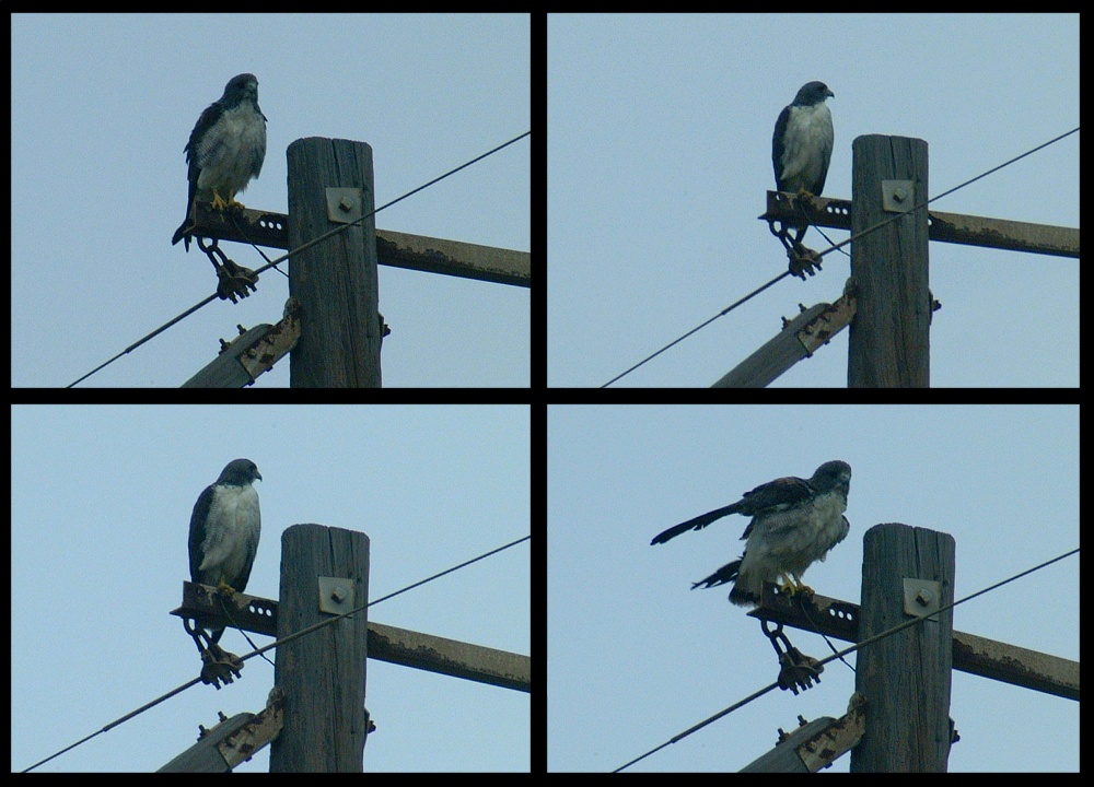 (35) osprey montage.jpg   (1000x720)   237 Kb                                    Click to display next picture