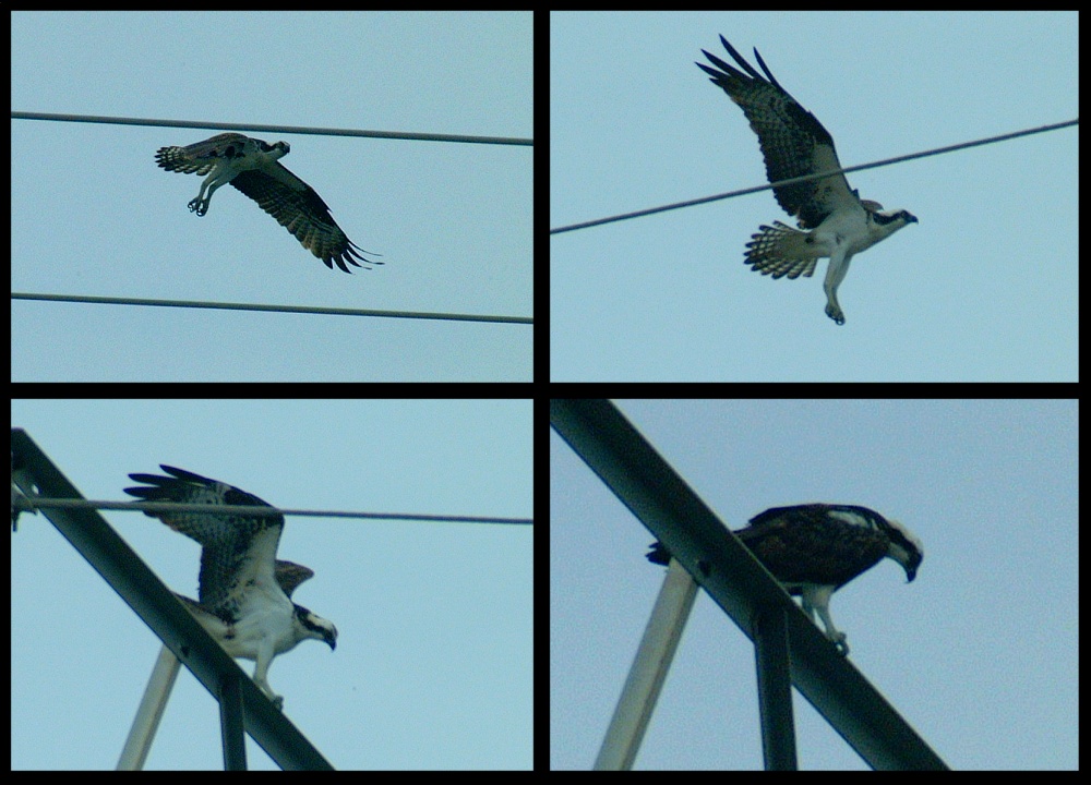 (36) osprey montage.jpg   (1000x720)   224 Kb                                    Click to display next picture