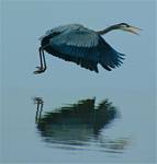 (03) Dscf0493.jpg    (687x720)    158 KB                              click to see enlarged picture