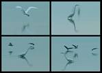 (05) egret montage.jpg    (1000x720)    201 KB                              click to see enlarged picture