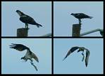 (25) osprey montage.jpg    (1000x720)    232 KB                              click to see enlarged picture