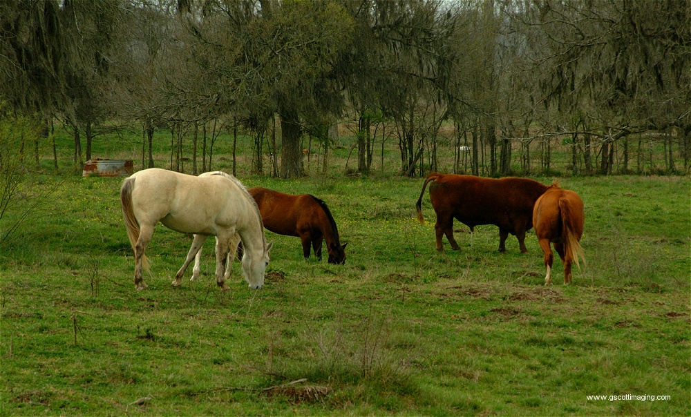 (02) Dscf0002.jpg   (1000x604)   344 Kb                                    Click to display next picture