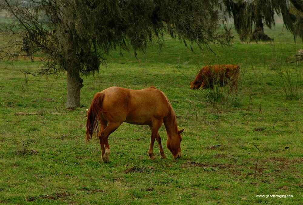 (03) Dscf0003.jpg   (1000x677)   407 Kb                                    Click to display next picture