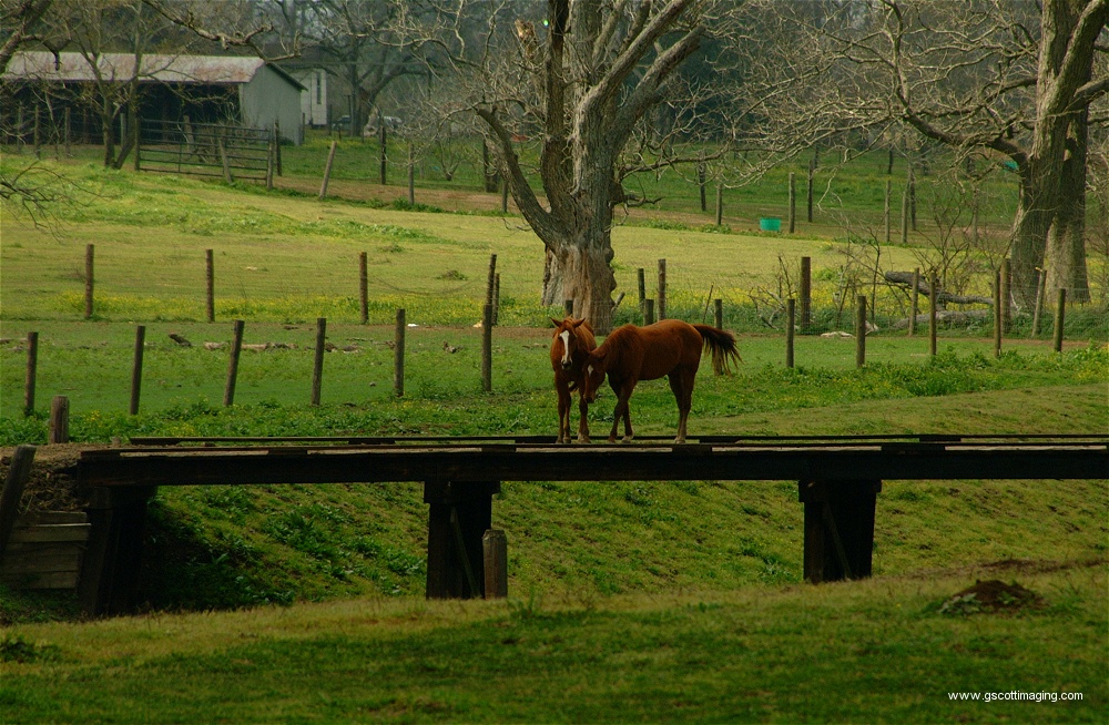 (04) Dscf0006.jpg   (1000x654)   347 Kb                                    Click to display next picture