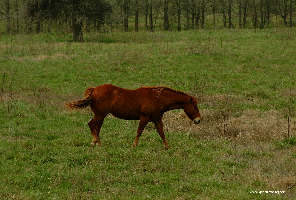 (05) Dscf0007.jpg   (1000x678)   366 Kb                                    Click to display next picture