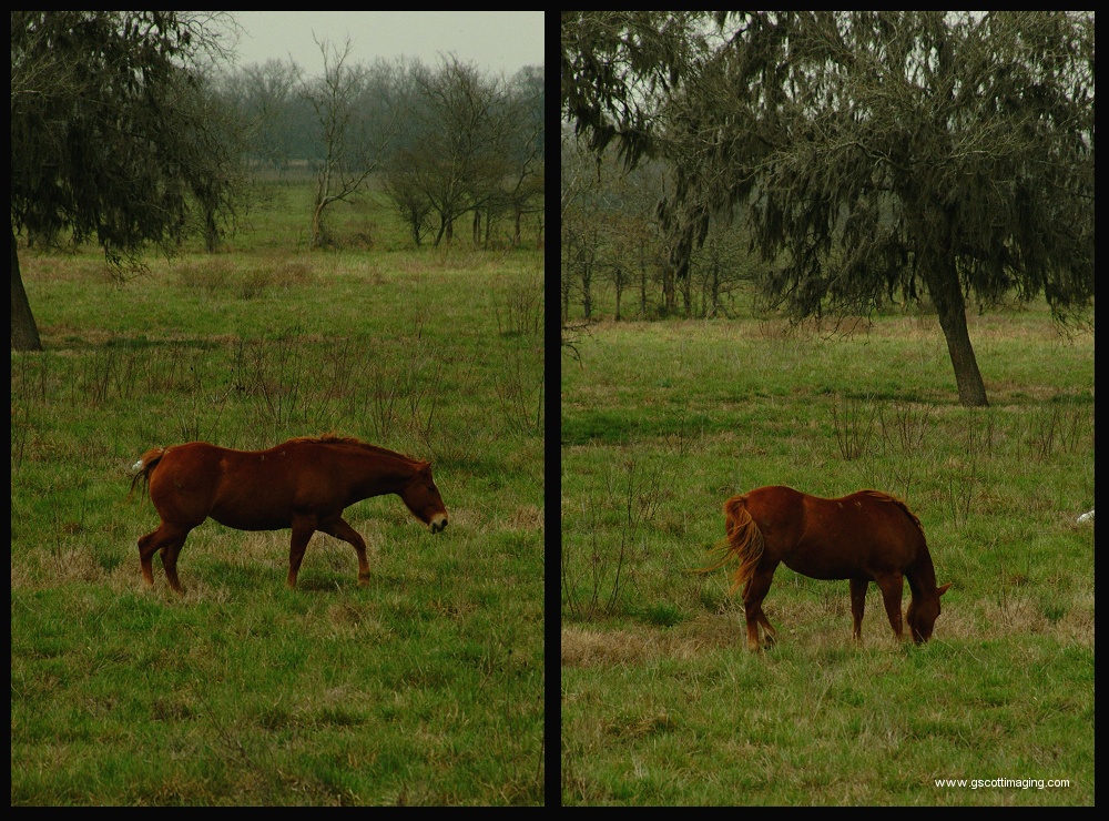 (06) horse montage.jpg   (1000x740)   382 Kb                                    Click to display next picture