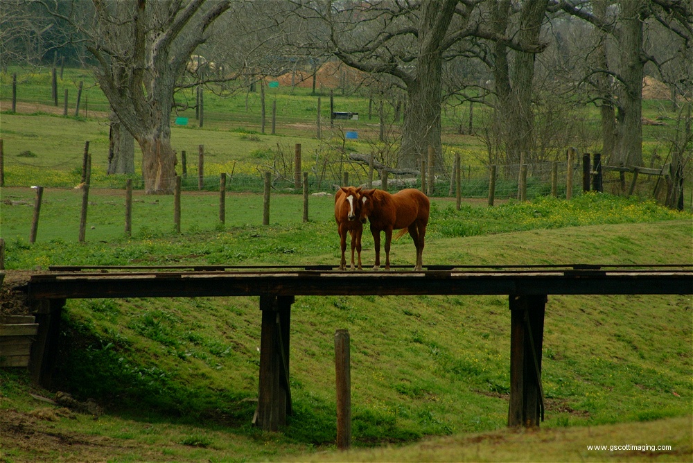 (07) Dscf0012.jpg   (1000x668)   349 Kb                                    Click to display next picture