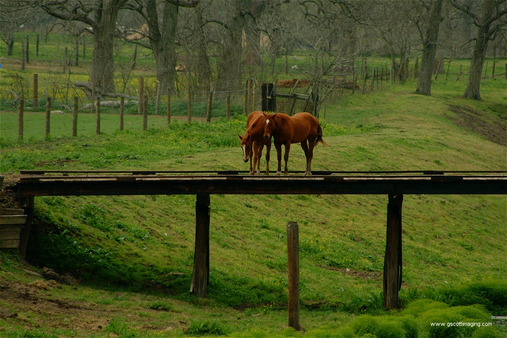 (08) Dscf0016.jpg   (1000x667)   349 Kb                                    Click to display next picture