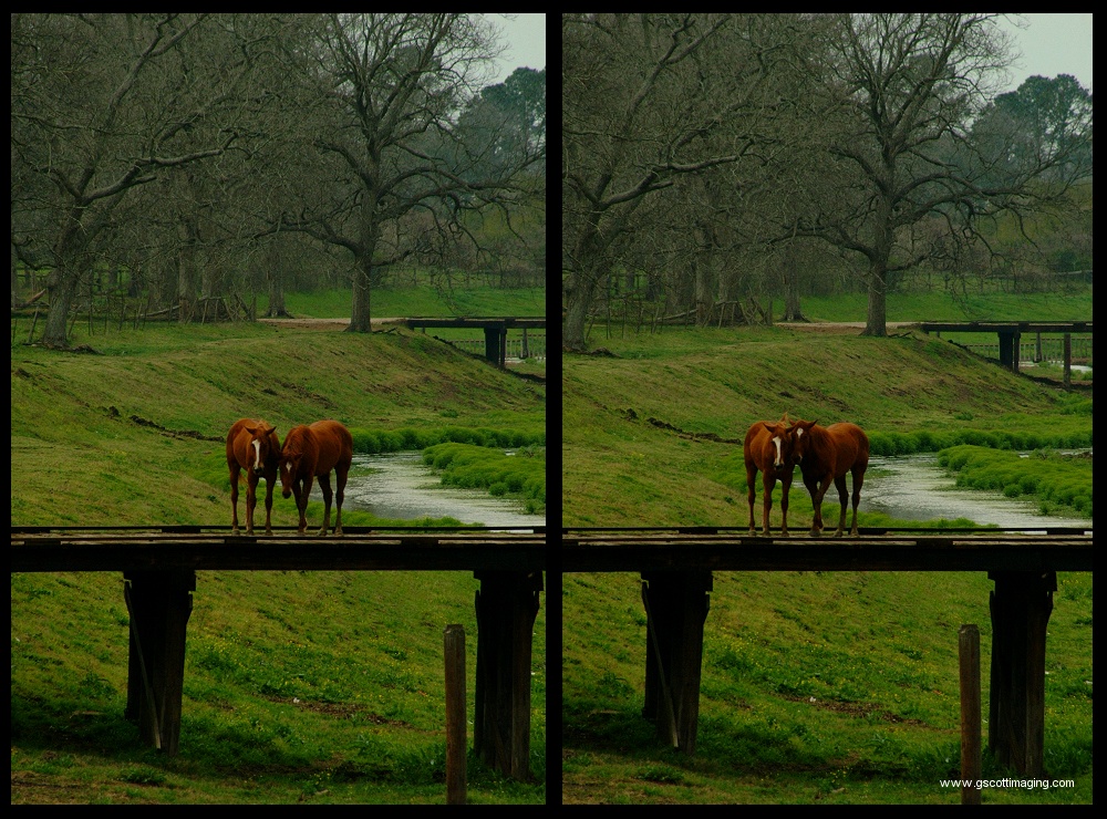 (09) horse montage.jpg   (1000x740)   379 Kb                                    Click to display next picture