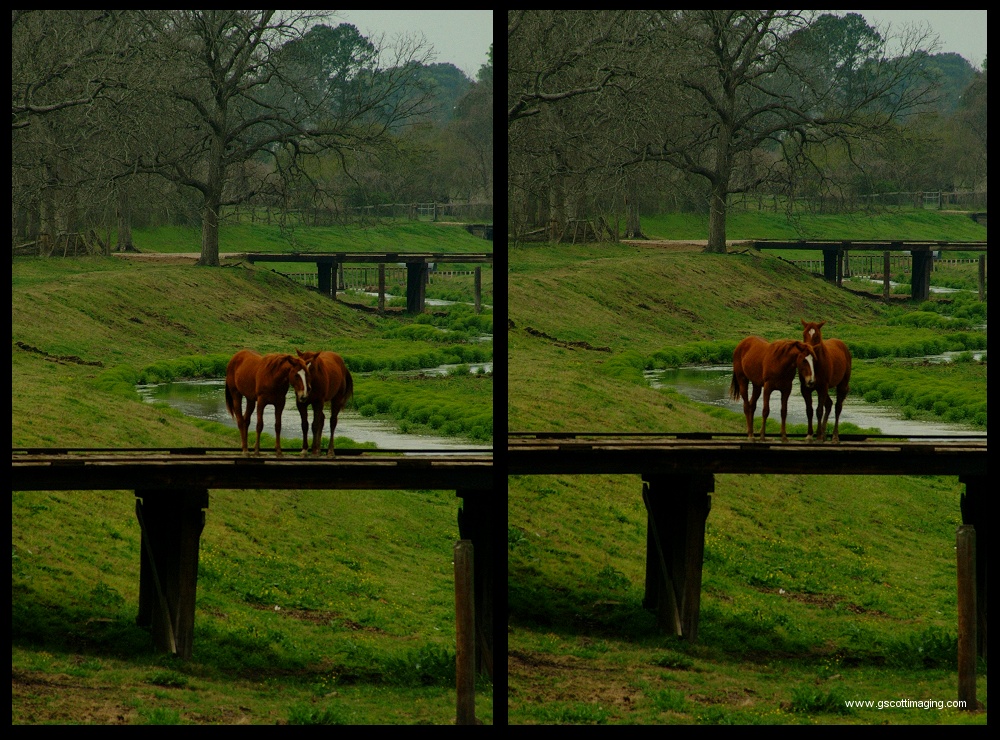 (12) horse montage.jpg   (1000x740)   366 Kb                                    Click to display next picture