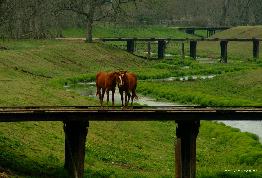 (13) Dscf0034.jpg   (1000x679)   338 Kb                                    Click to display next picture