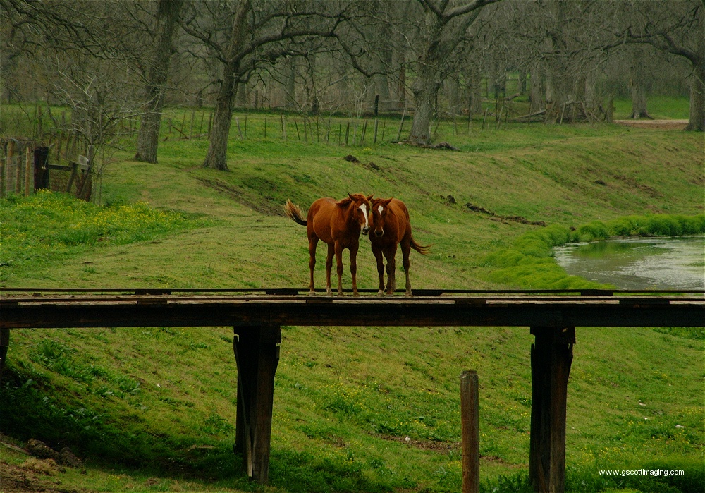 (15) Dscf0037.jpg   (1000x699)   377 Kb                                    Click to display next picture