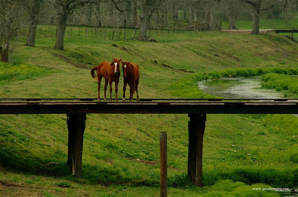 (17) Dscf0039.jpg   (1000x663)   352 Kb                                    Click to display next picture