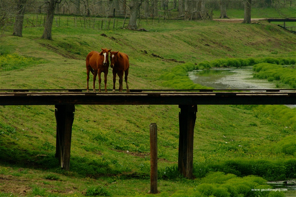 (18) Dscf0040.jpg   (1000x666)   351 Kb                                    Click to display next picture