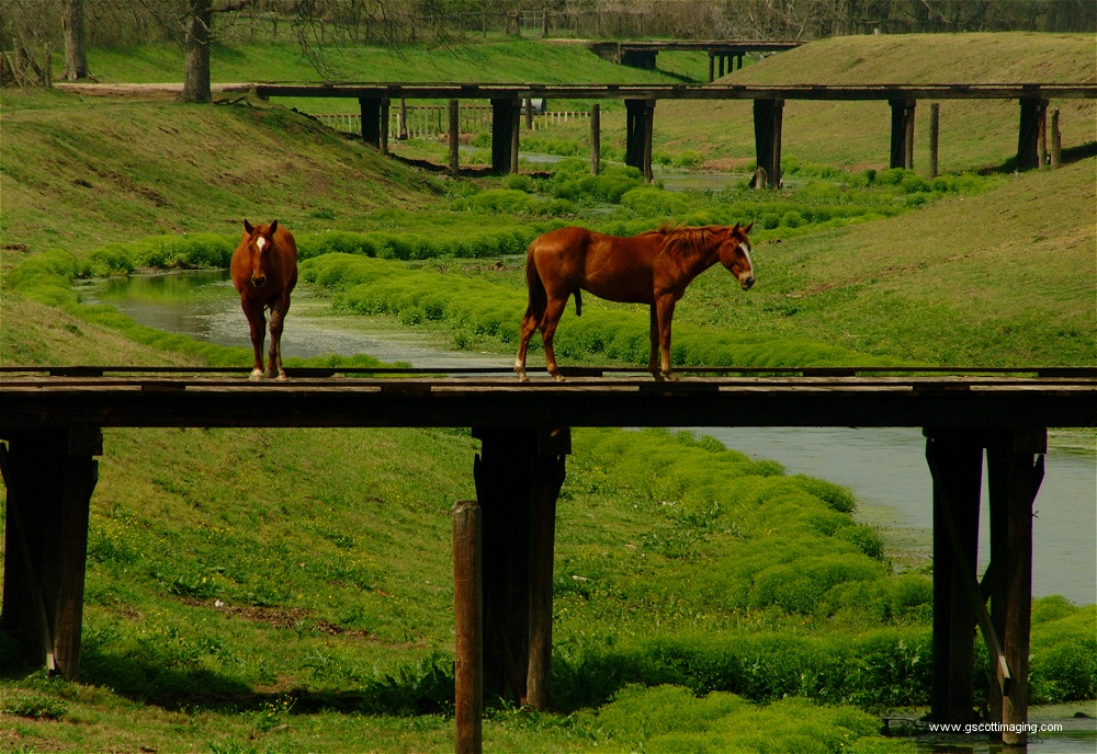 (20) Dscf0055.jpg   (1000x688)   367 Kb                                    Click to display next picture