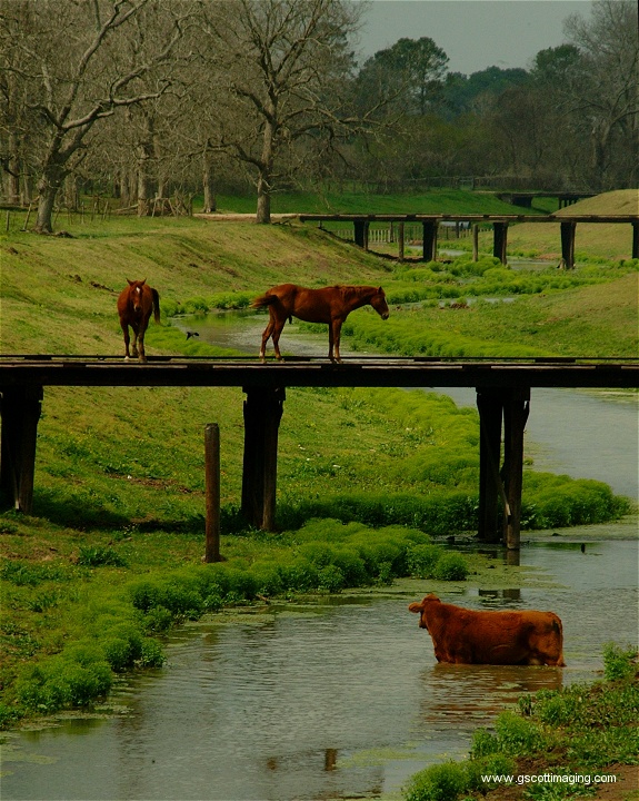 (21) Dscf0057.jpg   (575x720)   225 Kb                                    Click to display next picture