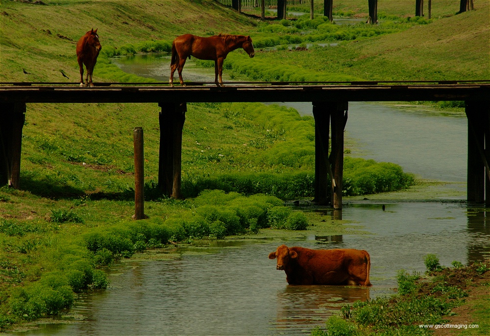 (22) Dscf0058.jpg   (1000x686)   382 Kb                                    Click to display next picture