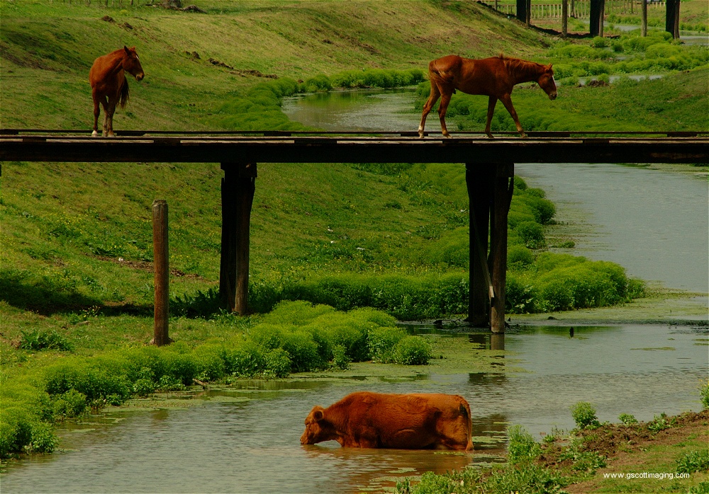 (24) Dscf0063.jpg   (1000x698)   397 Kb                                    Click to display next picture