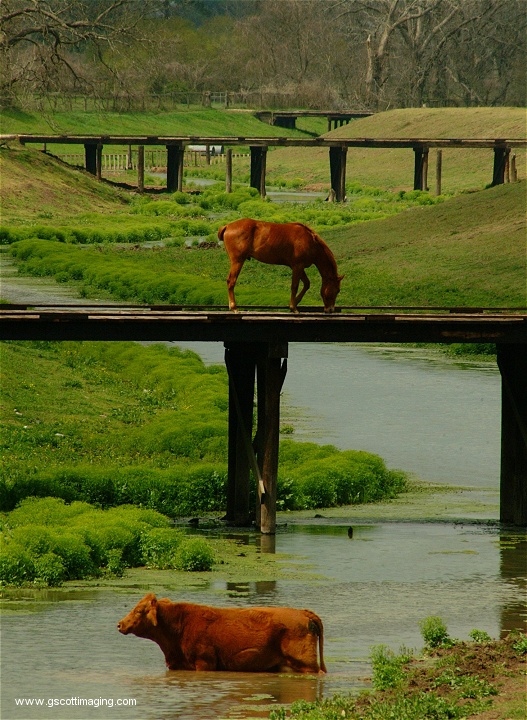 (25) Dscf0064.jpg   (527x720)   204 Kb                                    Click to display next picture