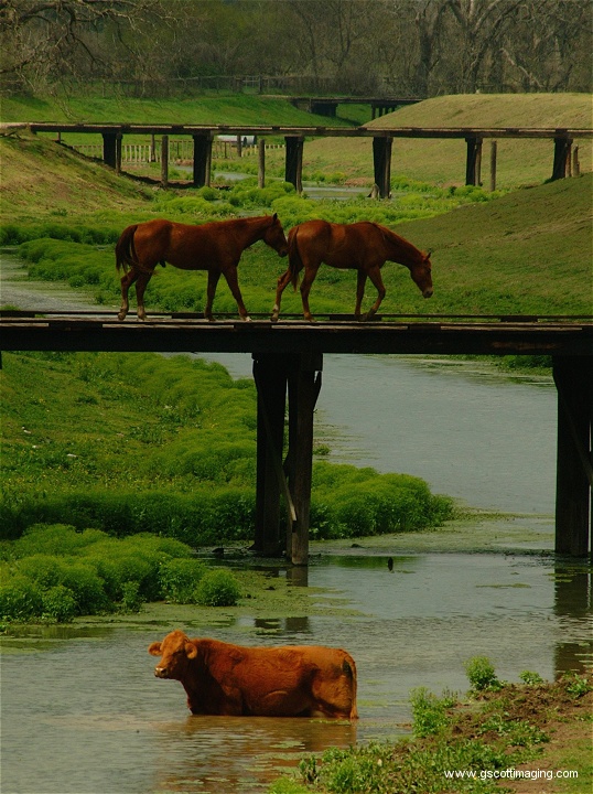 (27) Dscf0066.jpg   (538x720)   196 Kb                                    Click to display next picture