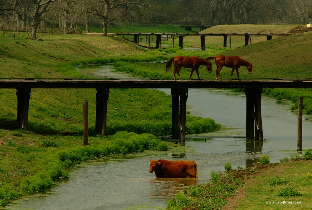 (28) Dscf0067.jpg   (1000x674)   352 Kb                                    Click to display next picture