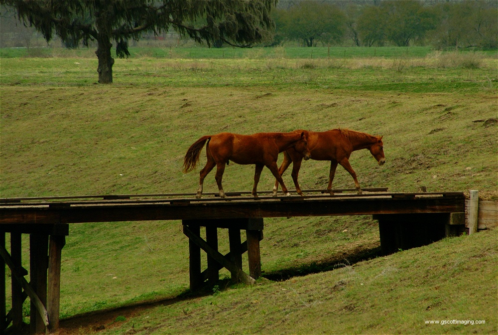 (33) Dscf0073.jpg   (1000x672)   333 Kb                                    Click to display next picture