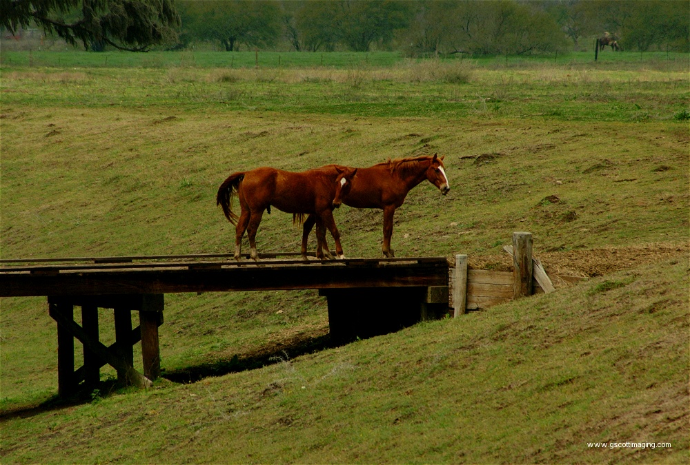 (34) Dscf0074.jpg   (1000x675)   341 Kb                                    Click to display next picture