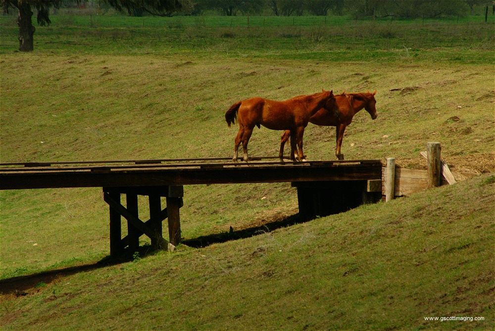 (35) Dscf0075.jpg   (1000x669)   344 Kb                                    Click to display next picture