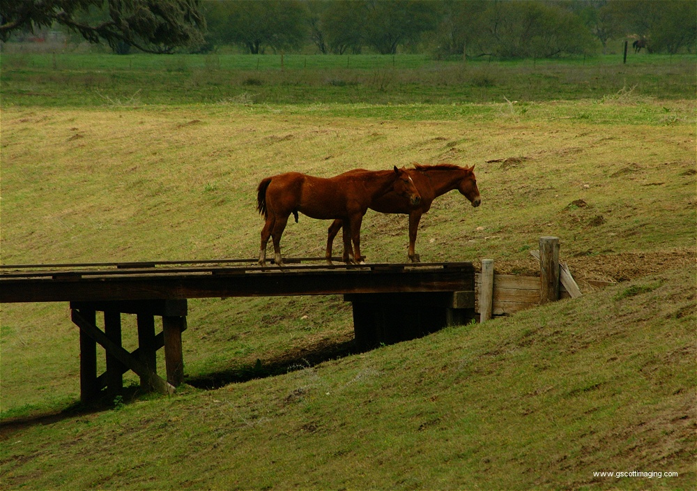 (36) Dscf0077.jpg   (1000x704)   357 Kb                                    Click to display next picture