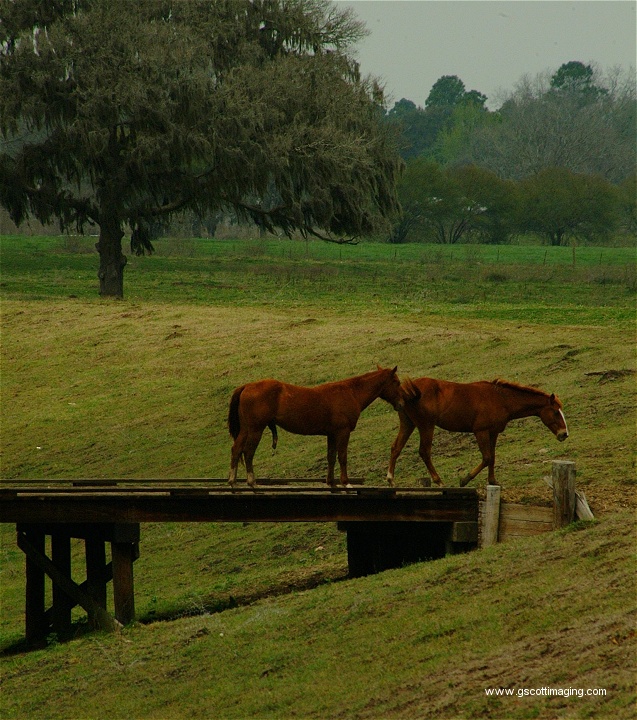 (37) Dscf0078.jpg   (637x720)   232 Kb                                    Click to display next picture