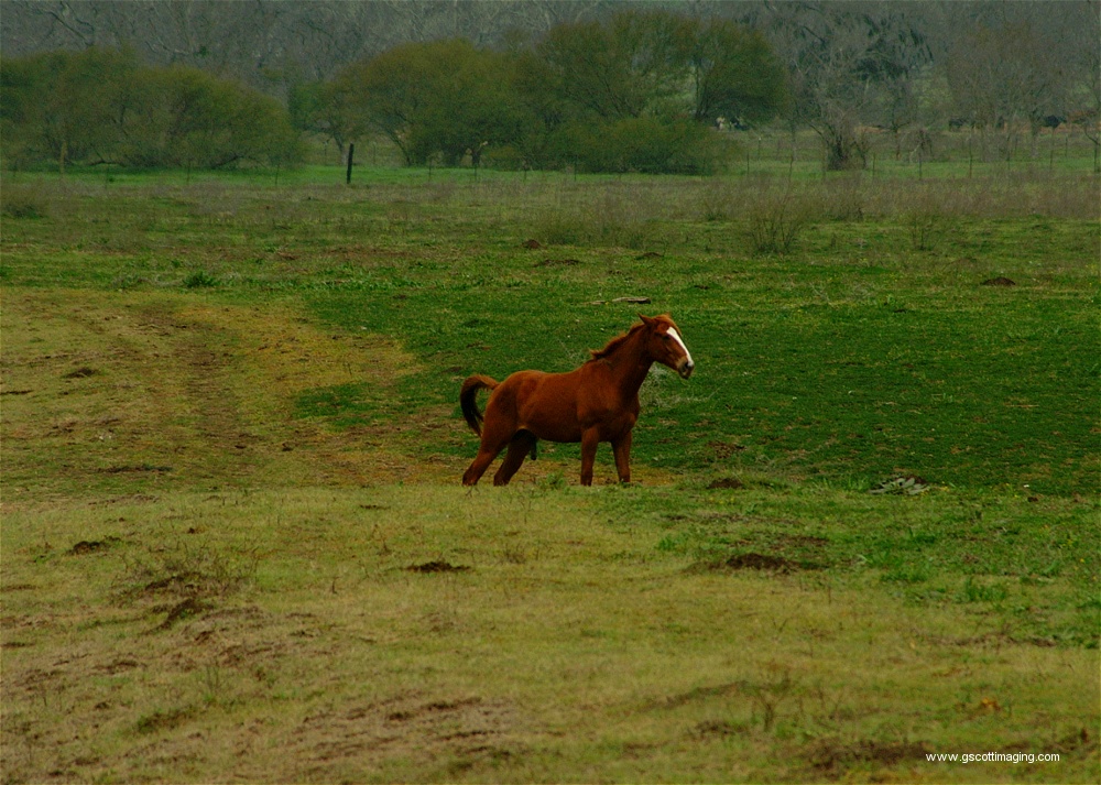 (40) Dscf0081.jpg   (1000x713)   323 Kb                                    Click to display next picture