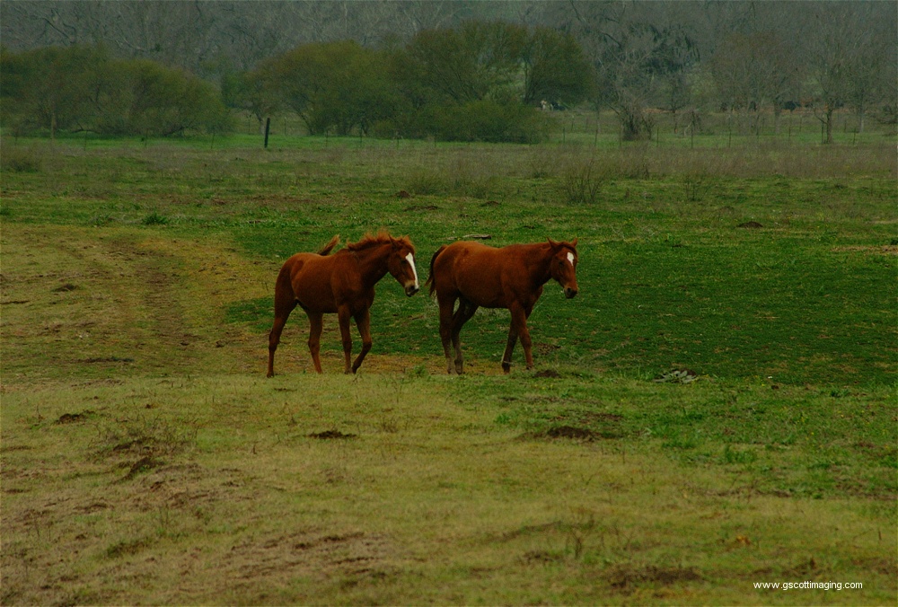 (42) Dscf0083.jpg   (1000x676)   302 Kb                                    Click to display next picture