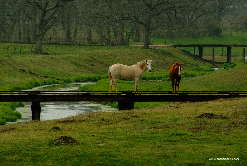 (43) Dscf0010.jpg   (1000x672)   321 Kb                                    Click to display next picture