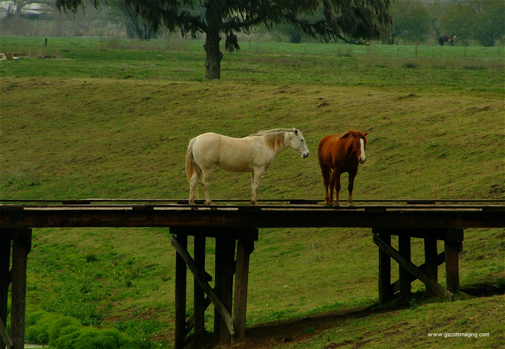 (47) Dscf0018.jpg   (1000x692)   340 Kb                                    Click to display next picture