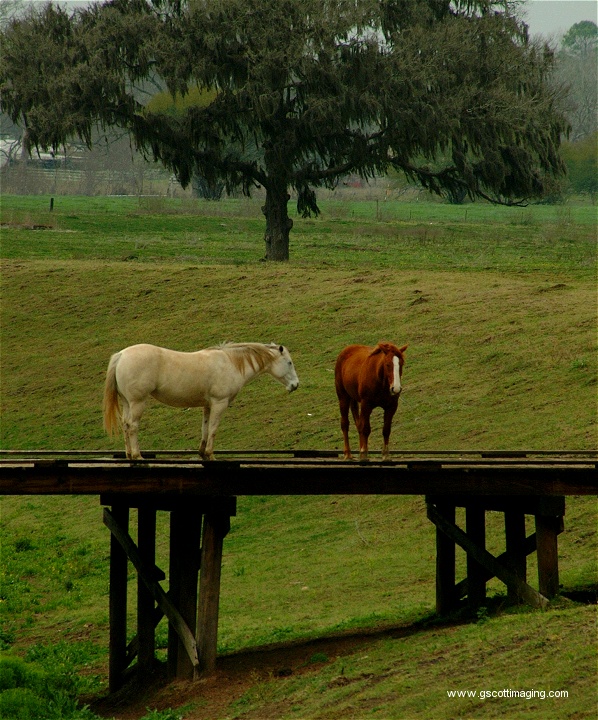 (49) Dscf0042.jpg   (598x720)   228 Kb                                    Click to display next picture