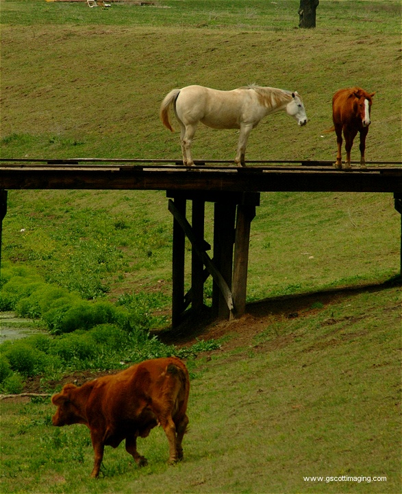 (50) Dscf0054.jpg   (587x720)   226 Kb                                    Click to display next picture