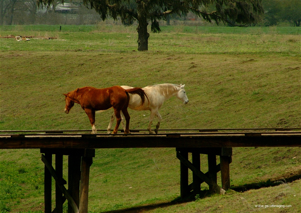 (51) Dscf0060.jpg   (1000x707)   336 Kb                                    Click to display next picture