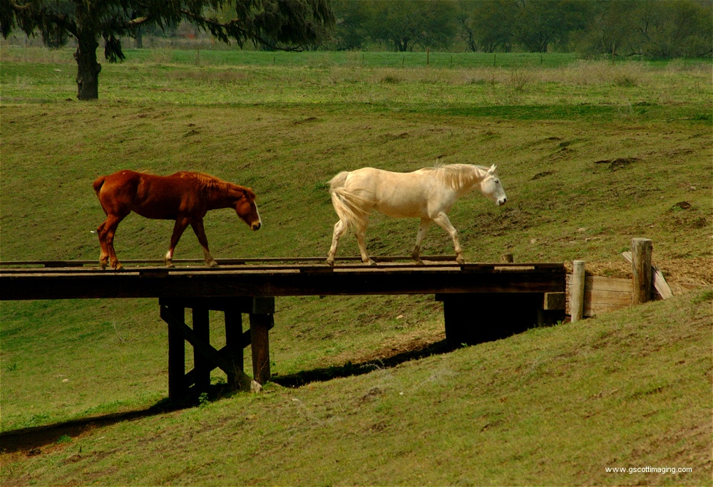 (52) Dscf0061.jpg   (1000x684)   345 Kb                                    Click to display next picture