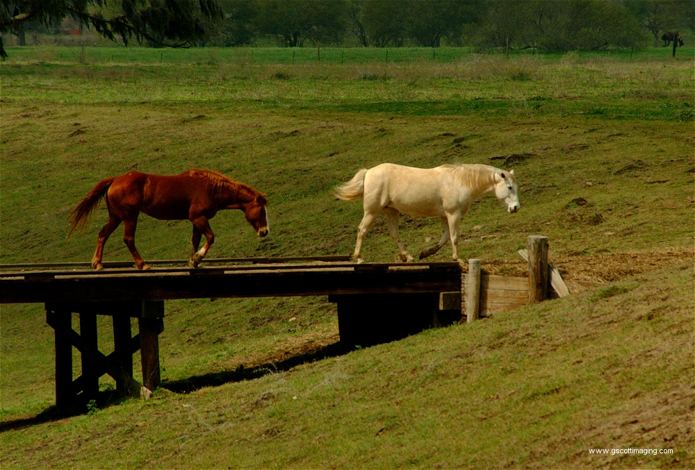 (53) Dscf0062.jpg   (1000x677)   333 Kb                                    Click to display next picture